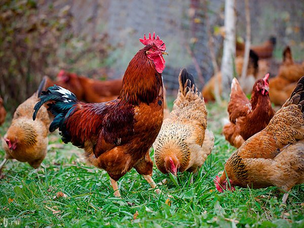 Породы куриц | ЗооТом - продажа, вязка и услуги для животных в Быково