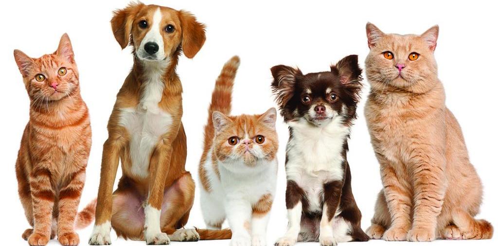 Доска объявлений о животных | ЗооТом - продажа, вязка и услуги для животных в Быково