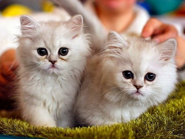 Породы кошек в Быково | ЗооТом портал о животных