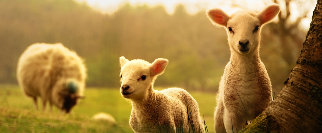 Объявления о сельскохозяйственных животных | ЗооТом - продажа, вязка и услуги для животных в Быково