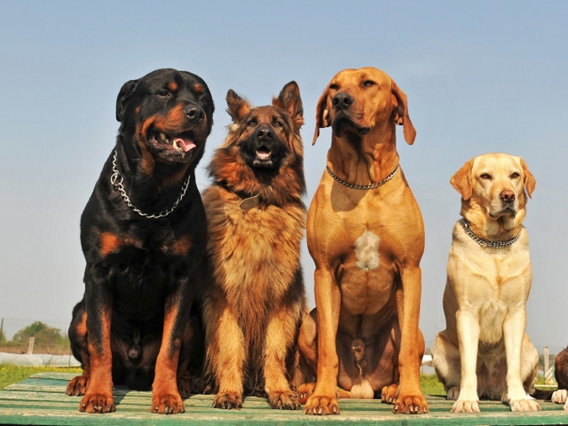 Крупные породы собак в Быково | ЗооТом портал о животных