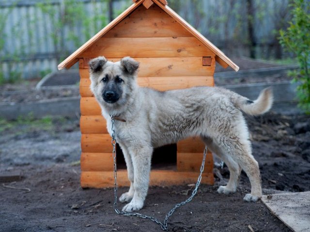 Все о собаках в Быково